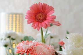 impressively beautiful Gerbera Pink