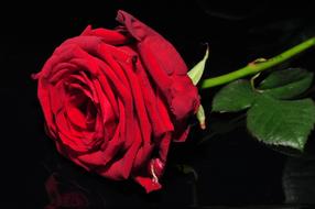 Flower Red dark