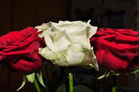 White and Red Flower Roses