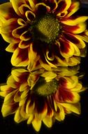 two yellow flowers close up