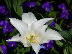 incredibly beautiful white Lily Blossom
