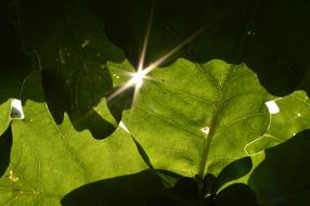 Leaves Glint Sun