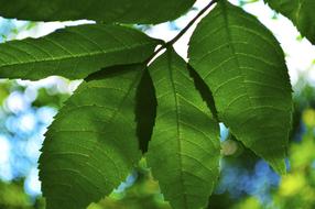 Green Leaves at Summer sunlight