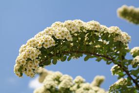 White Bride Spiere Flowers