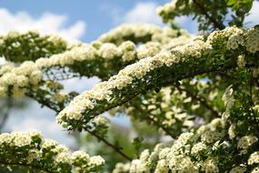 Bride Spiere White Flowers