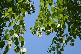 Japanese Kuchenbaum Green Leaves