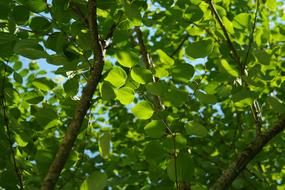 Green Leaves Japanese Kuchenbaum