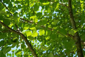 Leaves Green Japanese Kuchenbaum