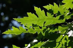 oak branch with green leaves