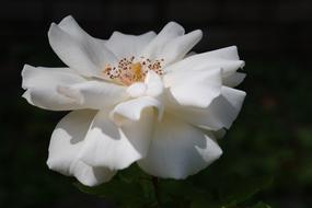 unusually beautiful Rose white cute