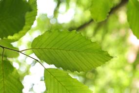 Leaf Hornbeam Tree