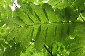 Green Leaf Fronds