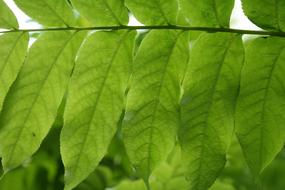 Green Leaves Fronds