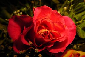 incredibly beautiful Bloom Rose