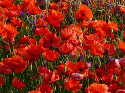 impressively beautiful Poppy Flower