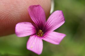 fabulous Garden Miniature