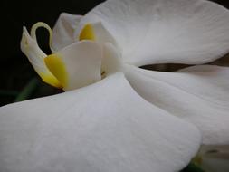 Macro White Orchid