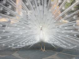 Turkey Royal Ave