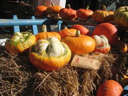 different pumpkins on straw on a sunny day