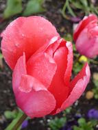 goodly Tulip Flower Pink