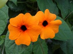Brown Eyed Susanne orange
