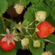 ripe berries on a strawberry bush