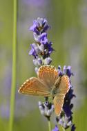 impressively beautiful Butterfly Flower