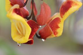 incredibly beautiful Clitoria Flower
