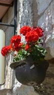 red flowers in Helmet