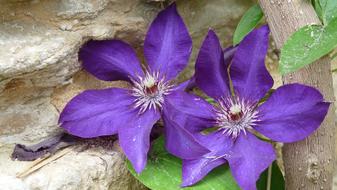 two Purple Flower of clematis at Stone wall
