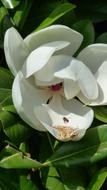 perfect Flower Bees