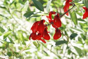 red buds on a tree close-up on blurred background