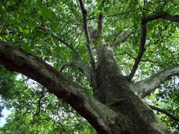 Maple Tree In The Forest