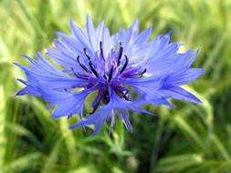 unusually beautiful Cornflower Summer Blue
