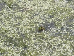 Cute, green frog swimming on the pond with plants