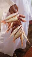 Person in white clothing, holding shiny fishes at the fish market