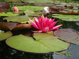 Water Lily Red Dust