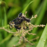 Butterfly Larvae Black