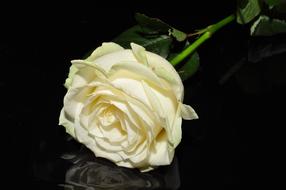 Ros White black background