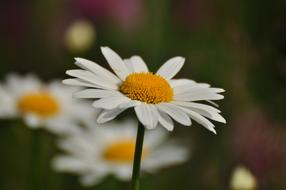 unusually beautiful Daisy