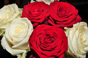 bouquet with red and white roses close up