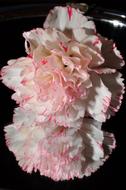 Carnation Pink