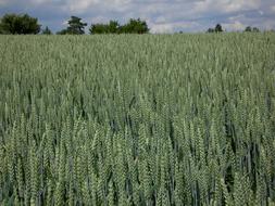 green Grain Cornfield