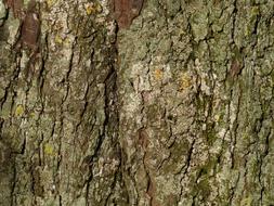 Bark Tree Chestnut
