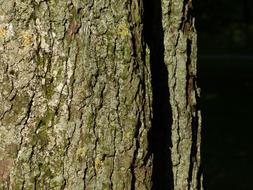 Bark Tree Chestnut Close-Up Photo