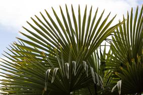 fan, green palm leaves