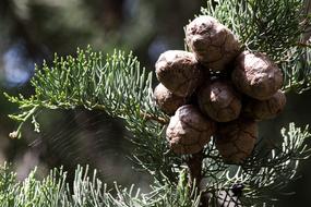 Cypress or Tap Tree