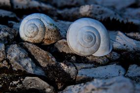 two white shells on pebbles