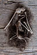 Mouse Skeleton Bone Pile on a wooden surface close-up