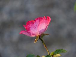 perfect Rose Flower Pink
